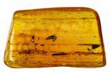 Fossil Fly (Diptera) And Beetle (Coleoptera) In Baltic Amber #109466-3